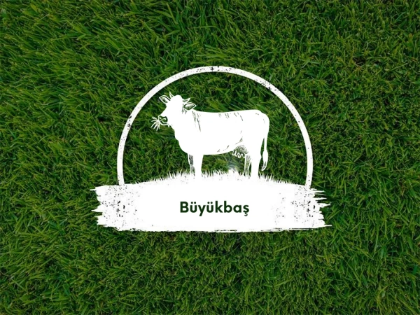 Kurbanlık Büyükbaş Kg