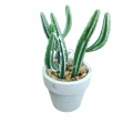 SERAMİK KAPTA KAKTÜS ÇİÇEĞİ