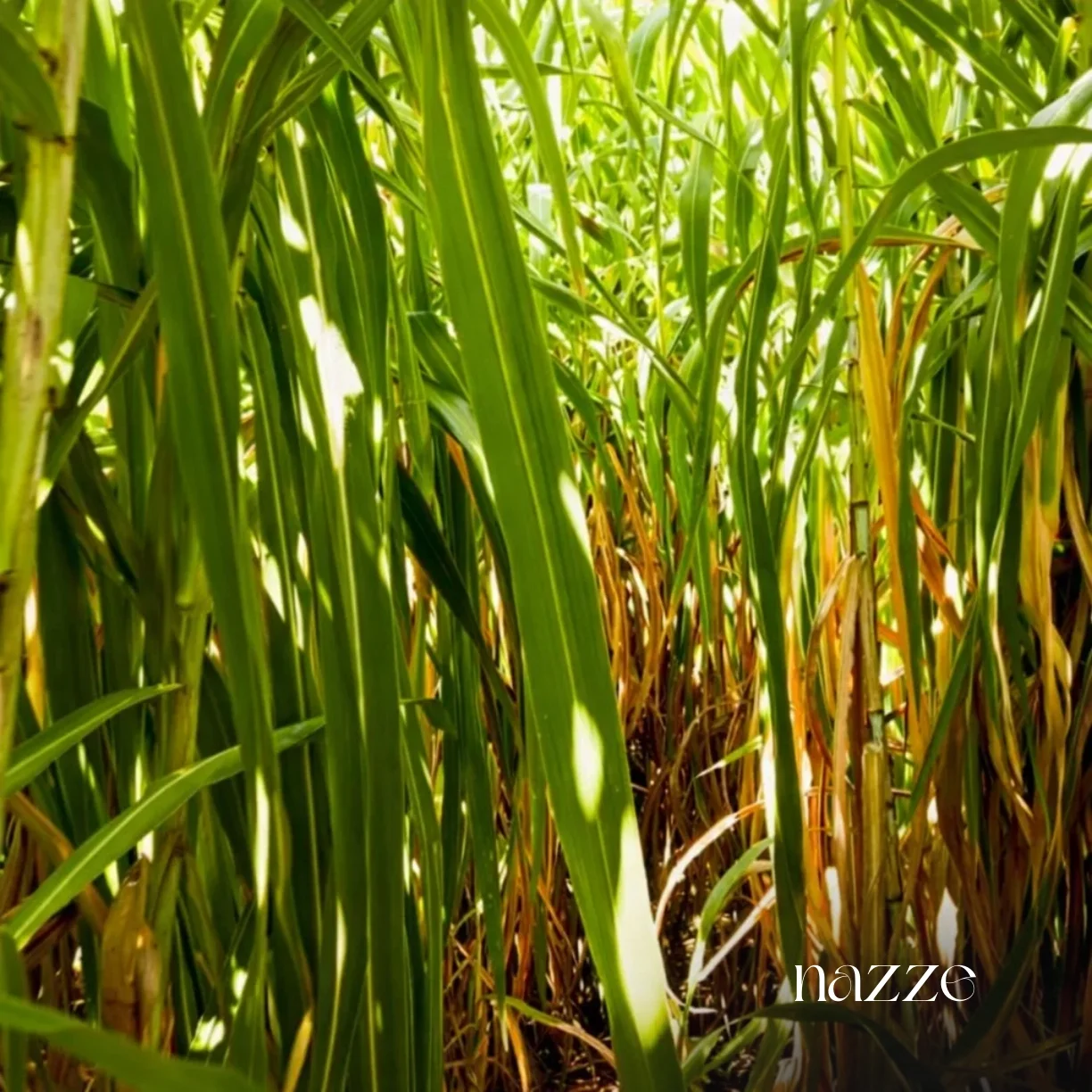 Bitki bazlı malzemeler