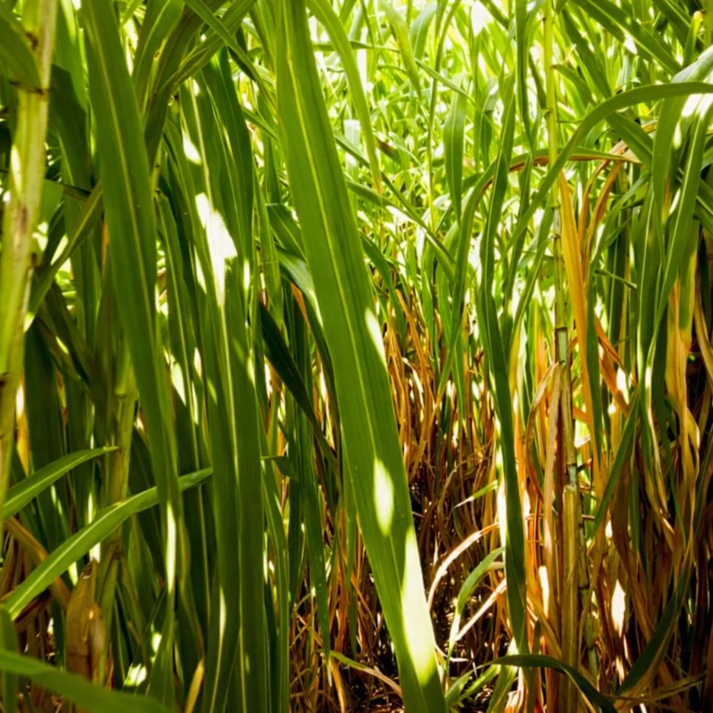 Bitki bazlı malzemeler