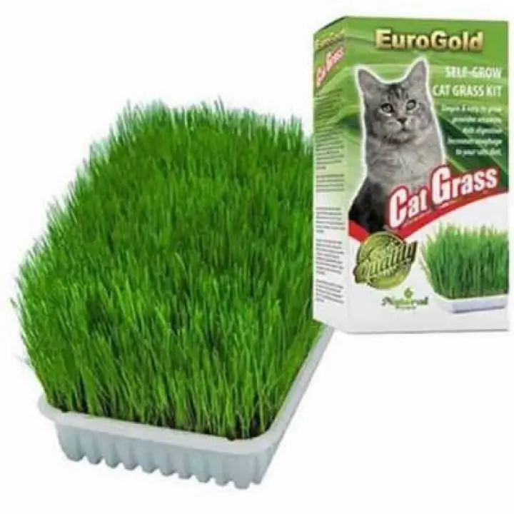 Cat Grass Kedi Çimi
