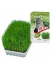Cat Grass Kedi Çimi