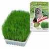 Cat Grass Kedi Çimi