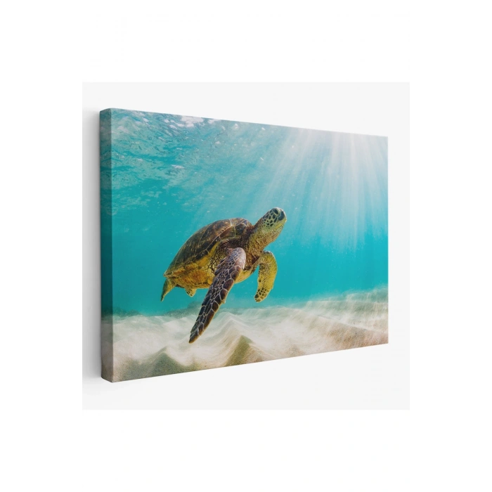 Caretta Caretta Dekoratif Kanvas Tablo 1174