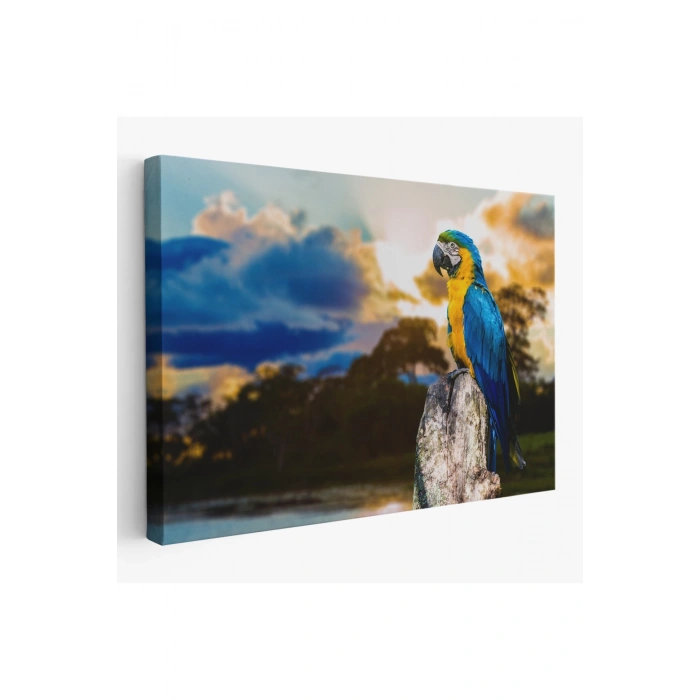 Papağan Dekoratif Kanvas Tablo 1123
