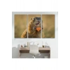 Şaşkın Sincap Dekoratif Kanvas Tablo 1158