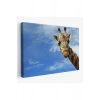 Zürafa Dekoratif Kanvas Tablo 1116
