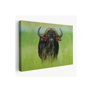 Asya Mandası Duvar Tablosu-6511