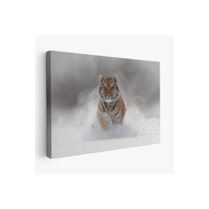 Karda Koşan Yavru Kaplan Dekoratif Kanvas Tablo 1135