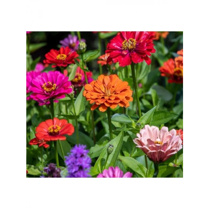 200 Tohum Kirli Hanım Zinnia - Karışık Renk