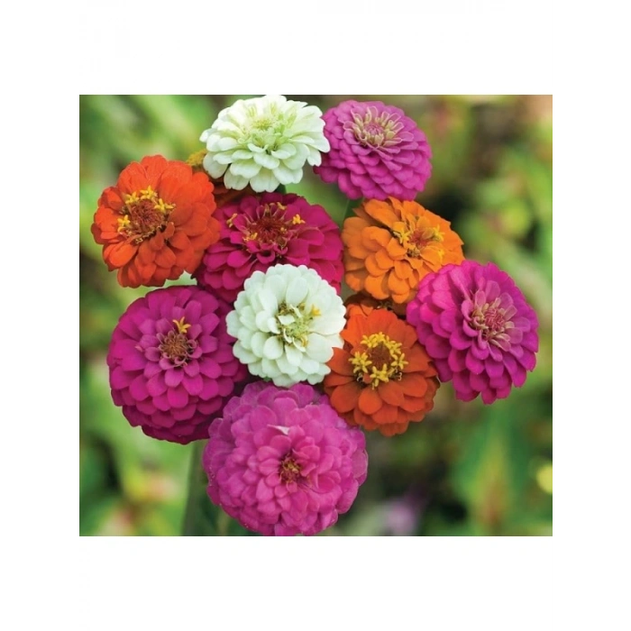 200 Tohum Kirli Hanım Zinnia - Karışık Renk