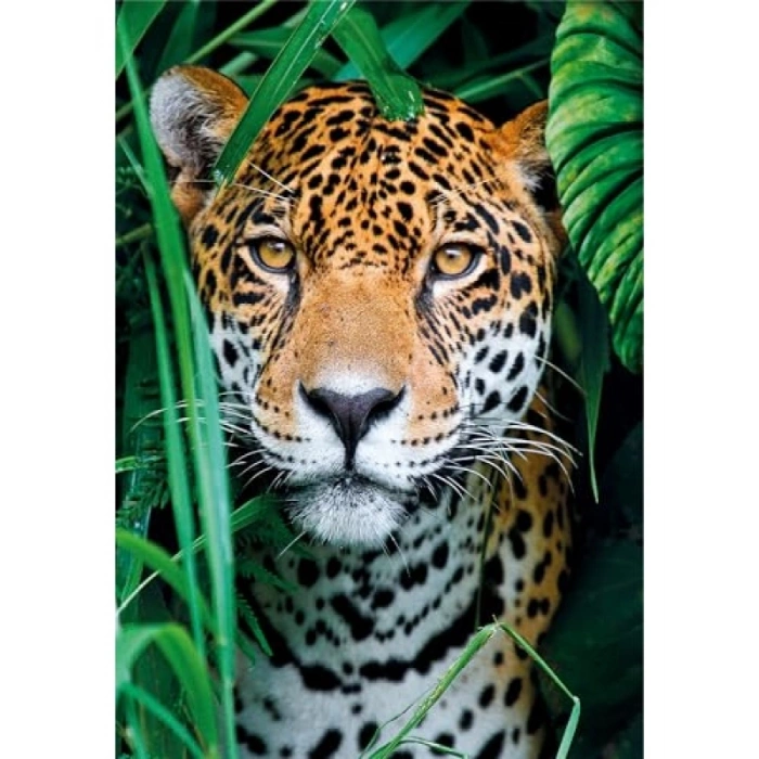500 Parça Karton Puzzle - Jaguar in the Jungle