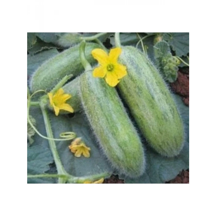 Acur Tüylü Tohumu (Çoklu) - 5 Gram