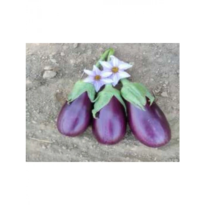 Adana Dolmalık Patlıcan Tohumu - 10 gr