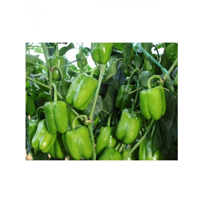 Aksel Biber Dik Dolma Tohumu - 10 gr