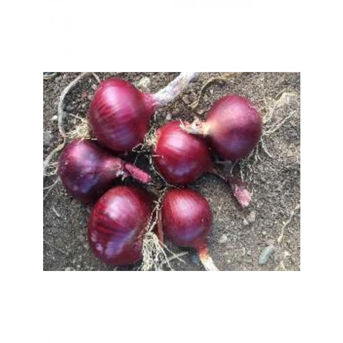 Aksel Soğan Yekta Tohumu - 10 Gr