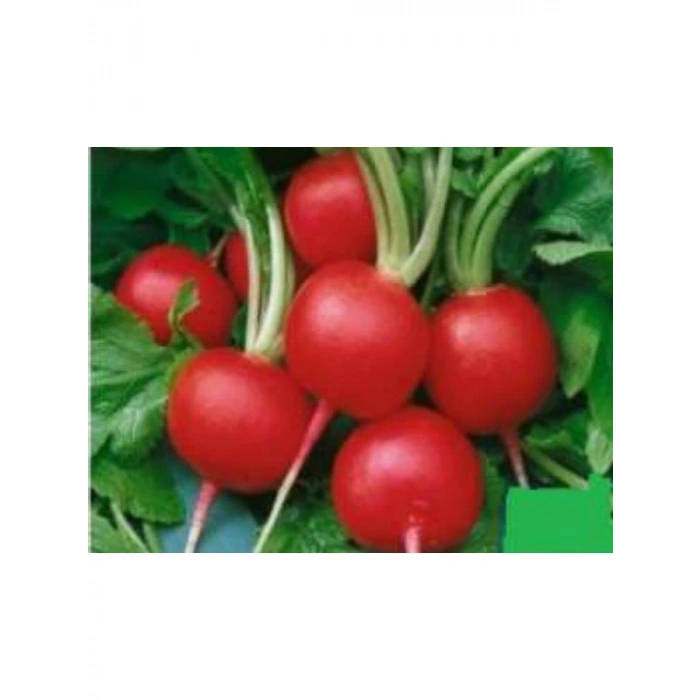 Aksel Turp Ufak Tohumu - 10 Gram
