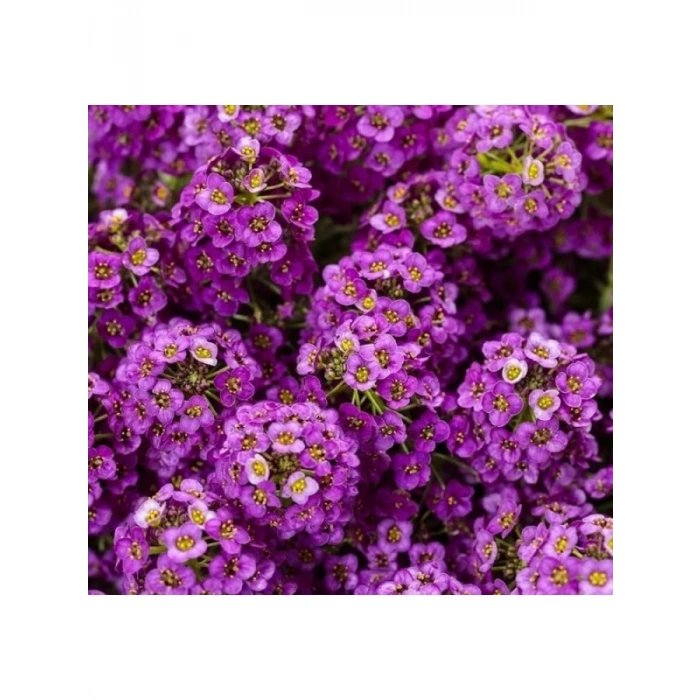 Alyssum Çiçeği - 250 Tohum (Mor Renk)