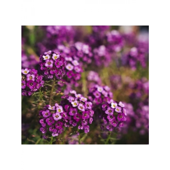 Alyssum Çiçeği - 250 Tohum (Mor Renk)