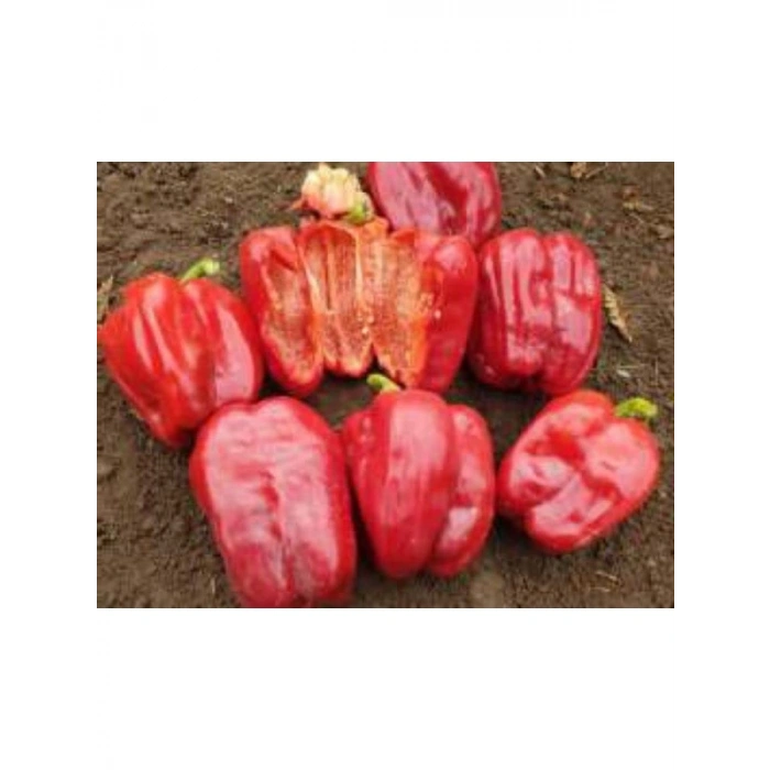 Antep Dolmalık Biber Tohumu - 10 Gram