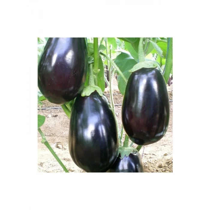 Antep Dolmalık Patlıcan Tohumu - Aksel 10 gr