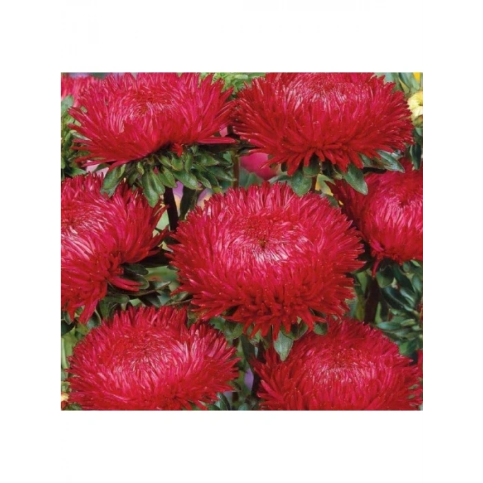 Aster Kasımpatı (Krizantem) Kırmızı Renkli - 20 Tohum