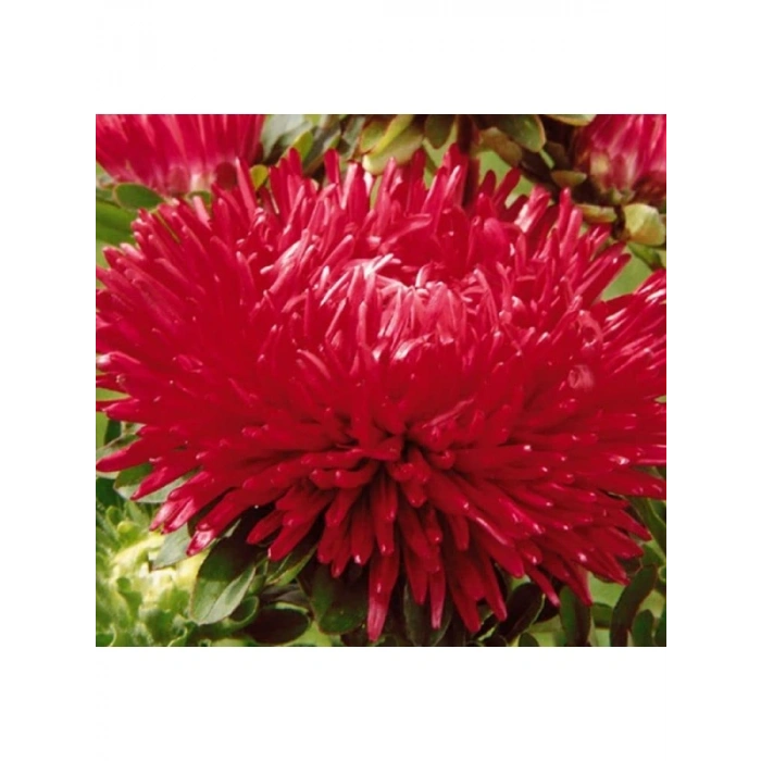 Aster Kasımpatı (Krizantem) Kırmızı Renkli - 20 Tohum