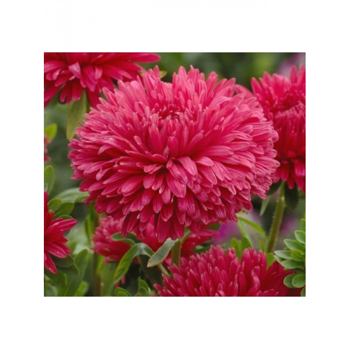 Aster Kasımpatı (Krizantem) Kırmızı Renkli - 20 Tohum