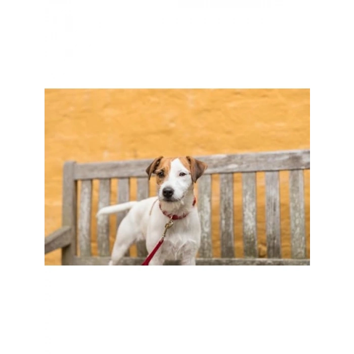 Ayarlanabilir Kırmızı Köpek Boyun Tasması M-L