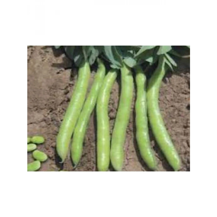 Bakla Sakız Tohumu - 10 gr, Sağlıklı Seçenek
