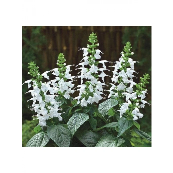 Beyaz Ateş Çiçeği Tohumu (Salvia F1) - 30 Adet