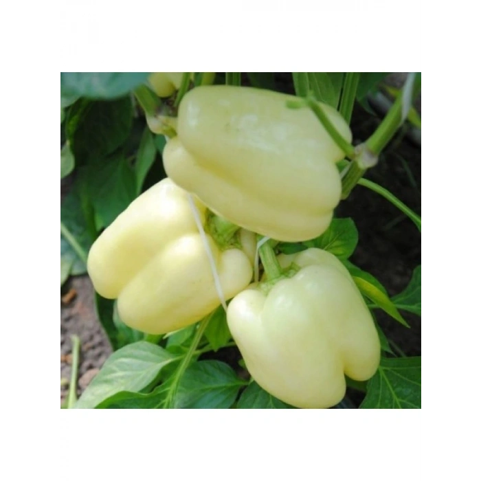 Beyaz Dolmalık Biber Tohumu - 3 Gram