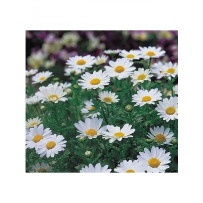 Beyaz Papatya Tohumu (İri Çiçekli) - 25 Tohum