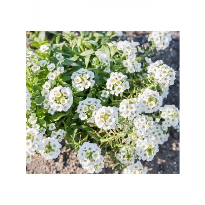 Beyaz Renkli Çoklu Alyssum Tohum Seti - 250 Adet