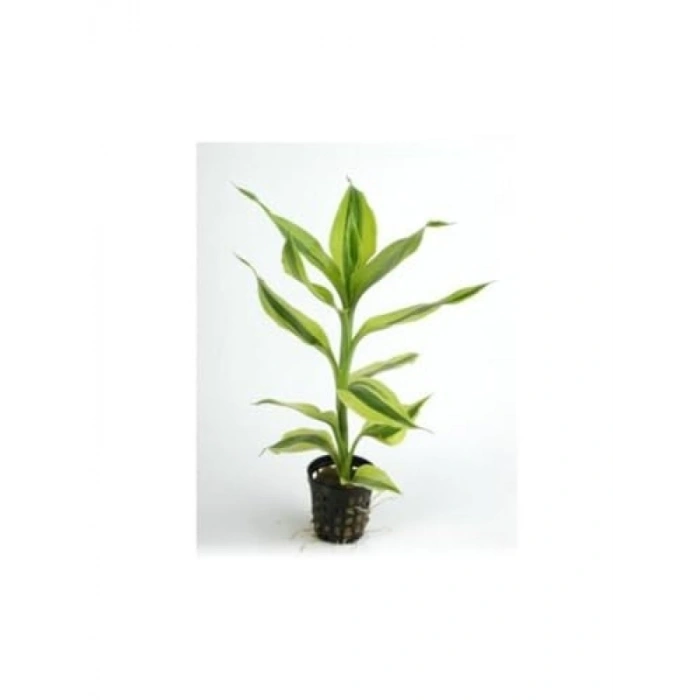 Beyaz Saksıda Canlı Dracaena Sanderiana Bitkisi