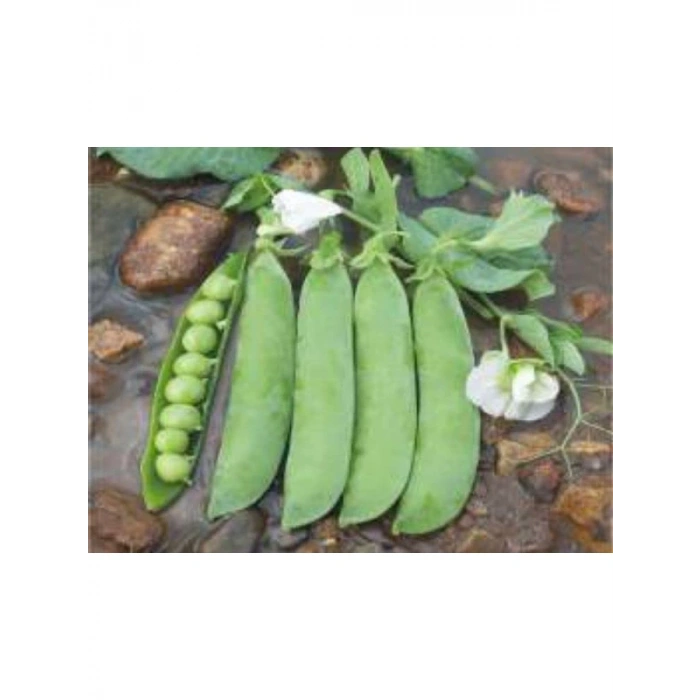 Bezelye Tohumu - 10 Gram