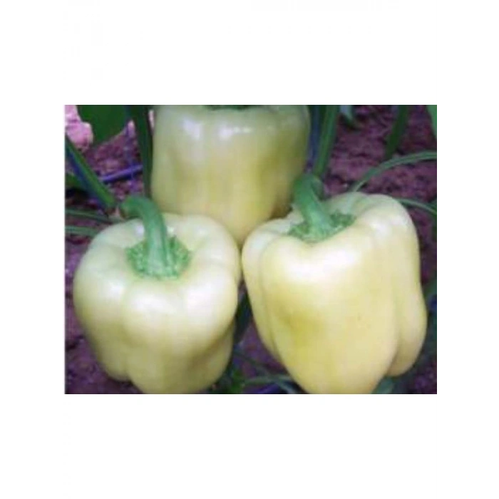 Biber Hatun Tohumu (10 gr) - Lezzetli ve Verimli