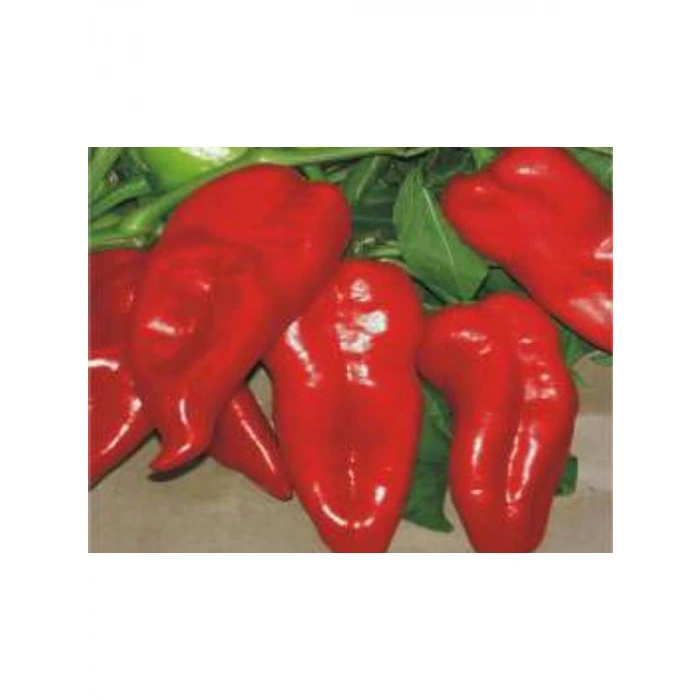 Biber Yağlık Tohumu - 10 gr Lezzetli ve Sağlıklı