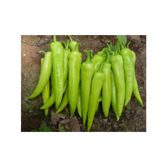 Biber Yalova Tohumu - Aksel 10 gr