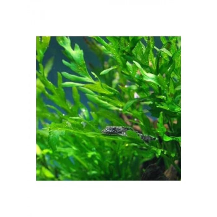 Bolbitis Heudelotii Var Difformis Saksı Bitkisi