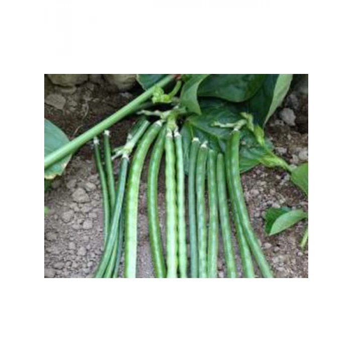 Börülce Tohumu (10 gr)