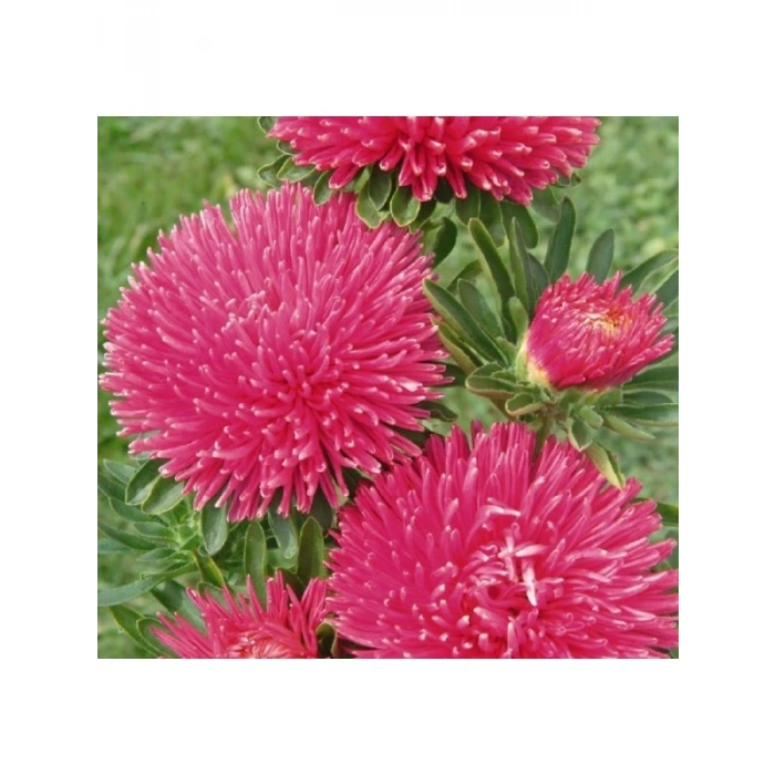 Burgundy Renkli Aster Kasımpatı Tohumu - 20 Adet