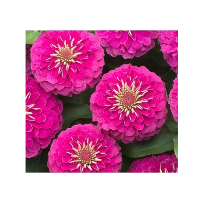 Büyük Geniş Çiçekli Pembe Zinnia Tohum Seti (5 Adet)