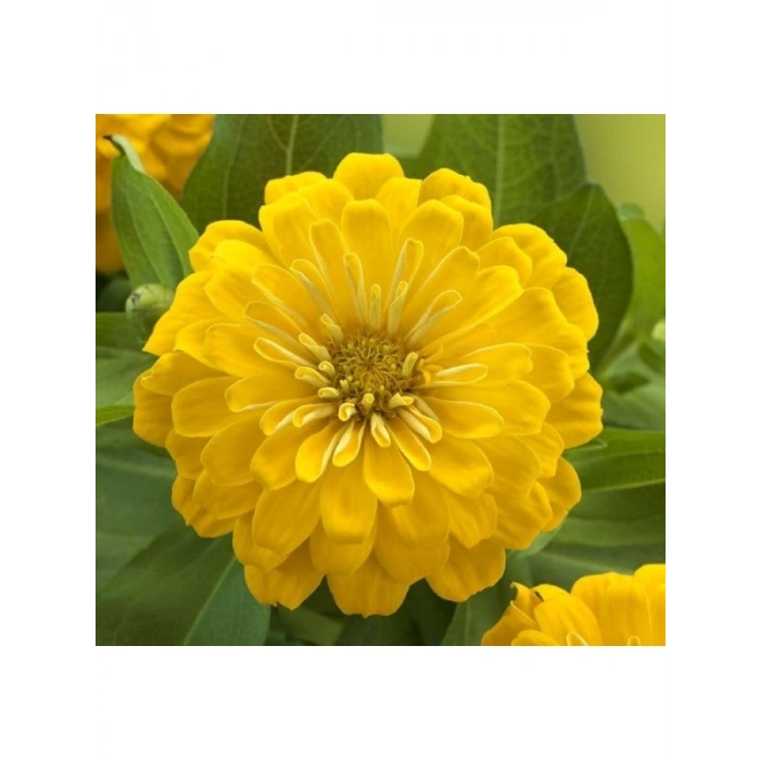 Büyük Geniş Çiçekli Sarı Zinnia Tohum Seti (5 Adet)