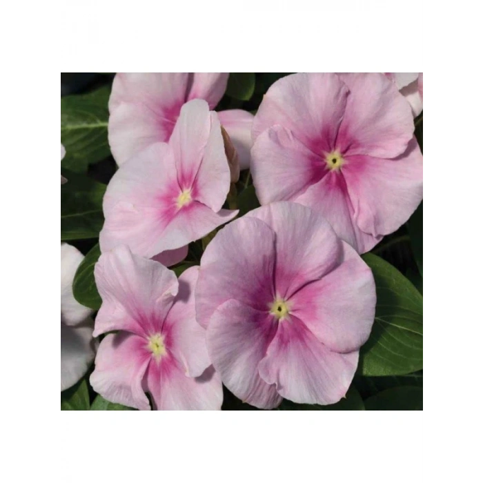 Buz Pembe Renkli Çok Dallanan Rozet Çiçeği - 15 Tohum