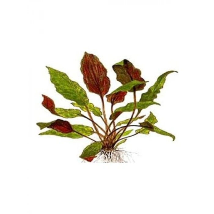 Canlı Akvaryum Bitkisi, Cryptocoryne Wendtii Brown Saksıda