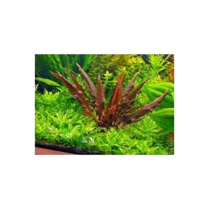 Canlı Akvaryum Bitkisi, Cryptocoryne Wendtii Brown Saksıda