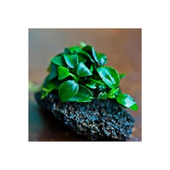 Canlı Anubias Petite Bitki - 5-7 Yaprak