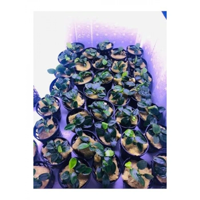 Canlı Anubias Petite Bitki - 5-7 Yaprak