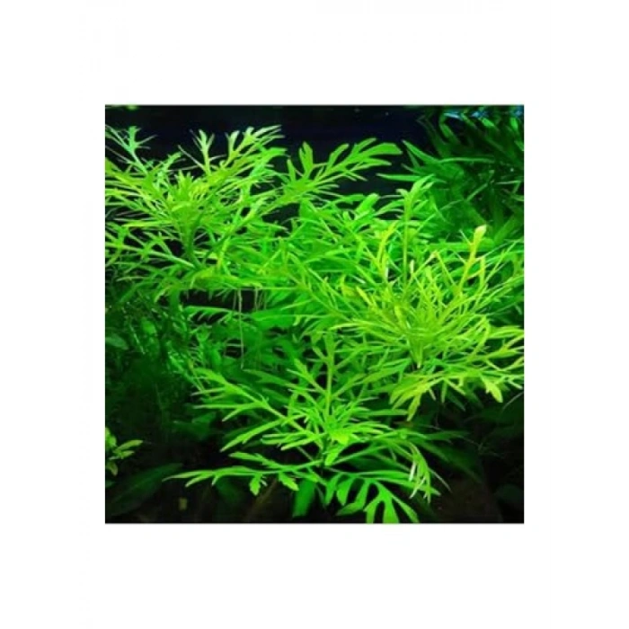 Canlı Hygrophila Difformis Bitkisi - 4-6 Kök